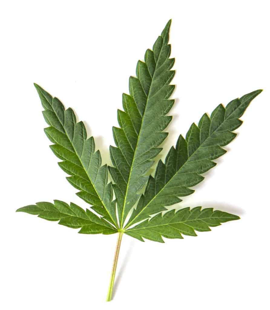 Sativa Cannabis Oklahoma