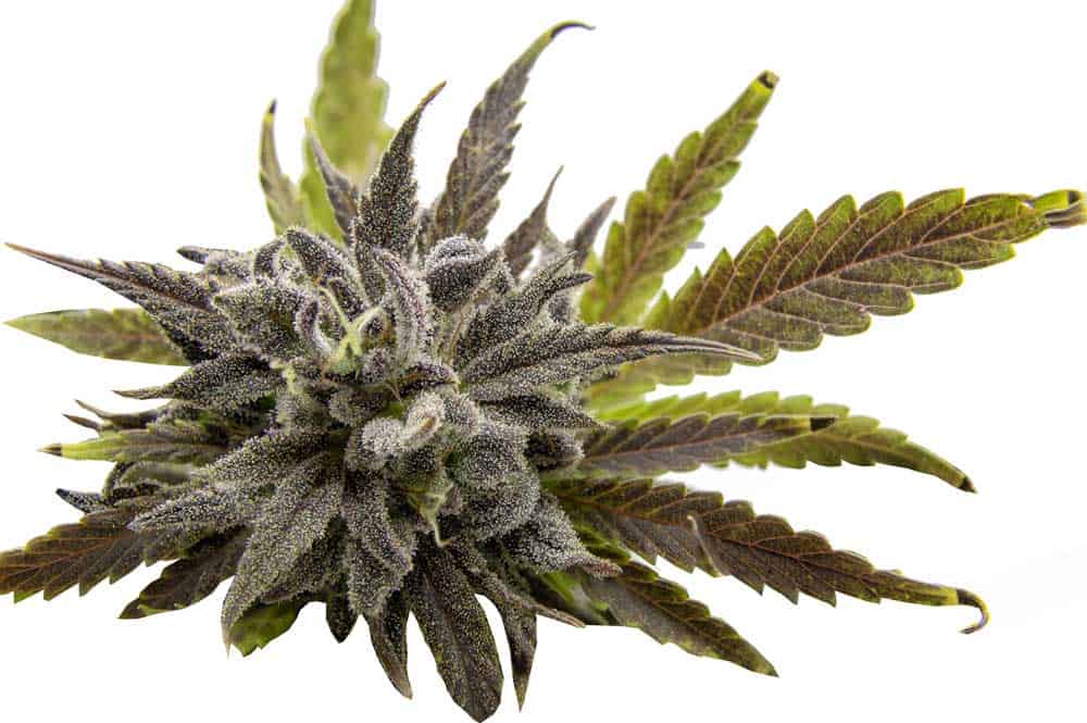 hybrid cannabis oklahoma