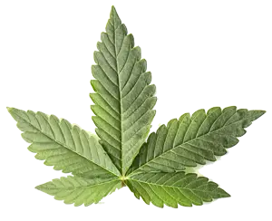 Best Indica Cannabis Oklahoma 1