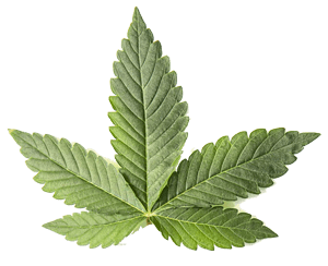 Best Indica Cannabis Oklahoma