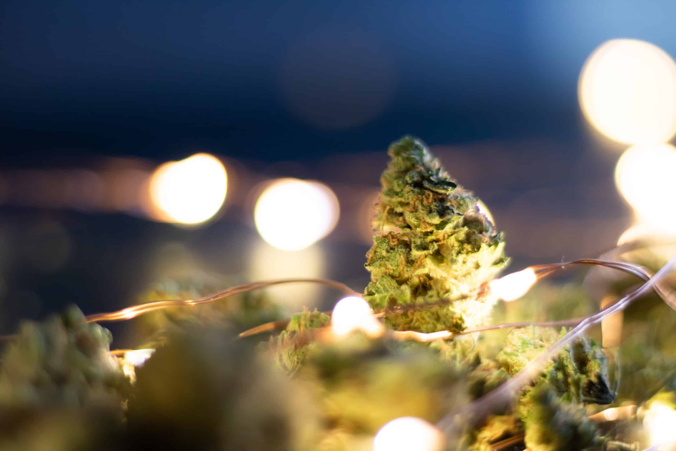 Christmas lights around marijuana