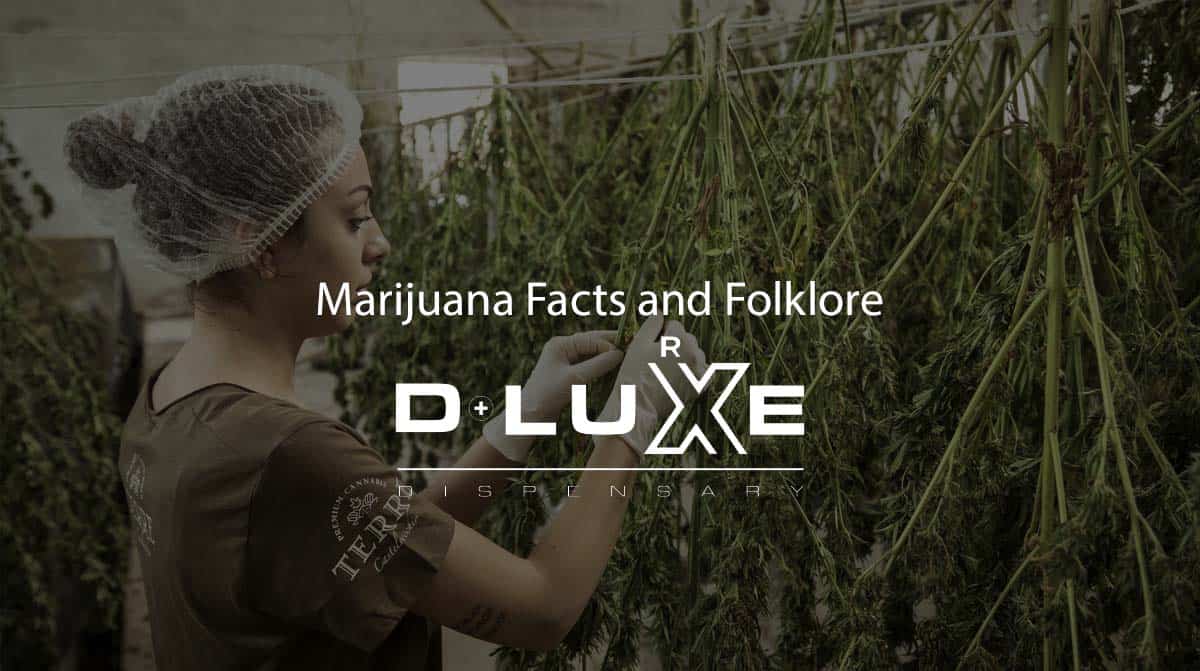Marijuana Facts and Folklore D Luxe Dispensary