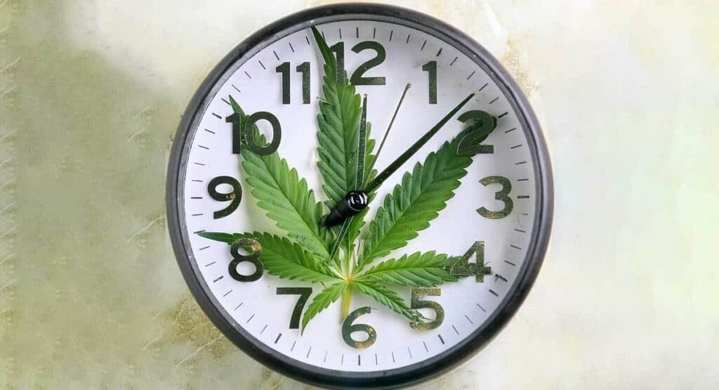 Understanding the Duration of Cannabis Effects